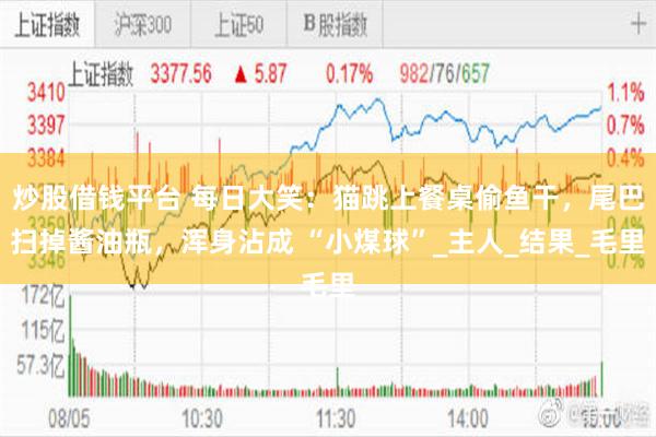 炒股借钱平台 每日大笑：猫跳上餐桌偷鱼干，尾巴扫掉酱油瓶，浑身沾成 “小煤球”_主人_结果_毛里