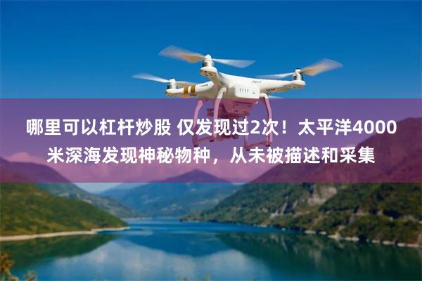 哪里可以杠杆炒股 仅发现过2次！太平洋4000米深海发现神秘物种，从未被描述和采集